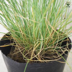 ITANSE フェスツカ グラウカ 花苗 3....の詳細画像5