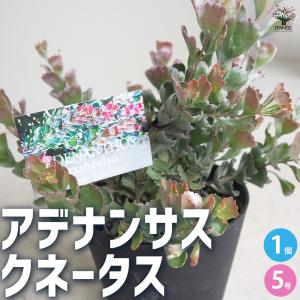 日本花キ流通 リューカデンドロン サファリマジック 5号鉢 Safari