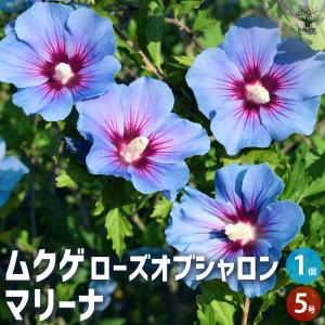 ITANSE アークトチス プルミエ シフォン 花苗 3.5号ポット/1個売り