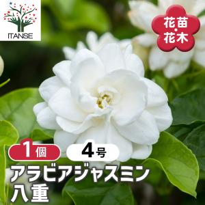 ジャスミン （一重咲き 3寸ポット苗） ピカケ 苗 : 日本花卉ガーデン