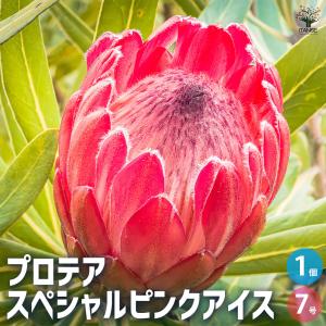 ITANSE プロテア クリームミンク 花木苗 8号鉢/1個売り 美しく彩られた
