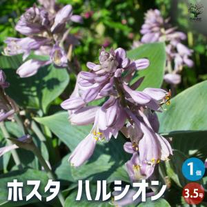 礼文アツモリソウ 花1芽株 : 岩崎園芸ネットストア Yahoo店 - 通販