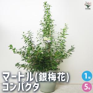 矮性 斑入り葉 ミルタス（ギンバイカ 銀梅花）：熱帯果樹苗 マートル