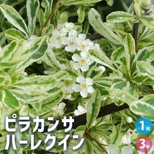 予約販売 クリスマスローズ苗 グリーンリップ・利休系 12cmポット 送料