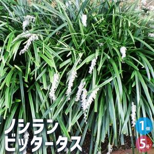 栗の苗木 天津甘栗 果樹の苗木 4号/1個売り 栗苗 栗の苗 栗の木 くりの