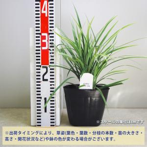ITANSE ノシラン ビッタータス 花苗 5...の詳細画像1