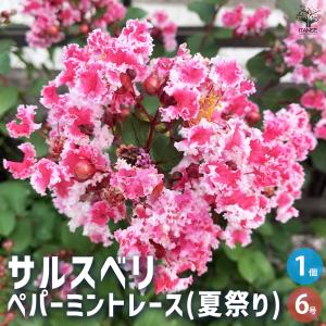 百日紅 ペパーミントレース 苗木 ITANSE サルスベリ ペパーミントレース(夏祭り) 花木苗 6号鉢/1個売り