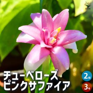 ITANSE チューベローズ ピンクサファイア ...の商品画像