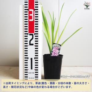 ITANSE チューベローズ ピンクサファイア...の詳細画像1