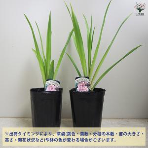 ITANSE チューベローズ ピンクサファイア...の詳細画像2