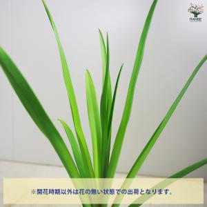 ITANSE チューベローズ ピンクサファイア...の詳細画像3
