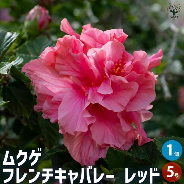 ムクゲ フレンチキャバレーレッド 花木苗 5号/1個売り ハチス キハチス 木槿 モクゲ