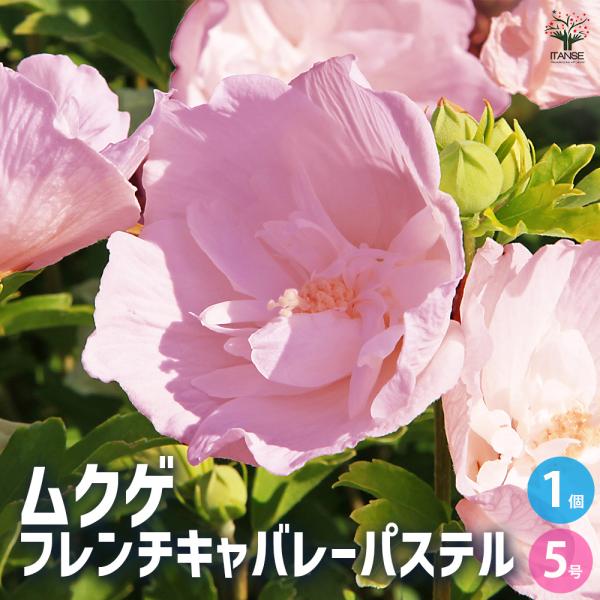 ムクゲ フレンチキャバレーパステル 花木苗 5号/1個売り ハチス キハチス 木槿 モクゲ