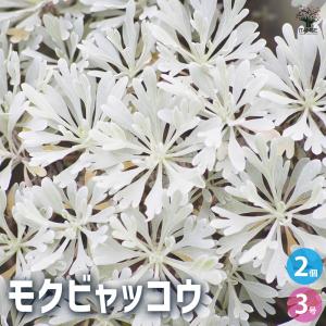 モクビャッコウ 花苗 3号/お買い得2個セット ...の商品画像