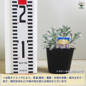 モクビャッコウ 花苗 3号/お買い得2個セット...の詳細画像1