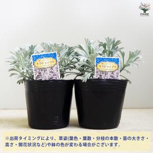 モクビャッコウ 花苗 3号/お買い得2個セット...の詳細画像2