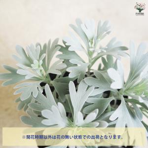 モクビャッコウ 花苗 3号/お買い得2個セット...の詳細画像3