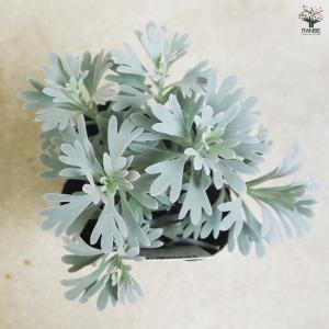モクビャッコウ 花苗 3号/お買い得2個セット...の詳細画像4
