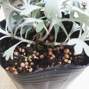 モクビャッコウ 花苗 3号/お買い得2個セット...の詳細画像5
