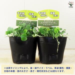 ダイコンドラ エメラルドフォール 花苗 9cm...の詳細画像2