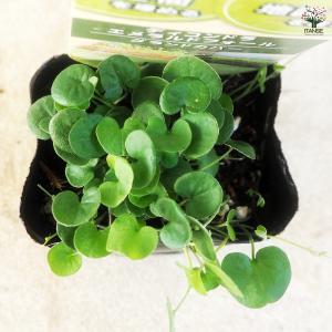ダイコンドラ エメラルドフォール 花苗 9cm...の詳細画像3