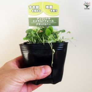 ダイコンドラ エメラルドフォール 花苗 9cm...の詳細画像5