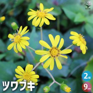 ツワブキ 花苗 9cm/お買い得2個セット 花苗 花の苗 花 苗 草 葉 カラーリーフ ツワブキ Farfugium japonicum キク