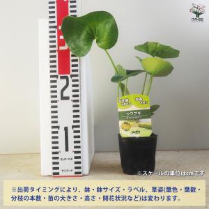 ツワブキ 花苗 9cm/お買い得2個セット 花...の詳細画像1