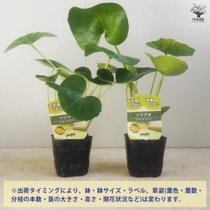 ツワブキ 花苗 9cm/お買い得2個セット 花...の詳細画像2