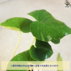 ツワブキ 花苗 9cm/お買い得2個セット 花...の詳細画像3