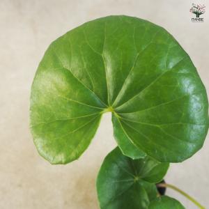 ツワブキ 花苗 9cm/お買い得2個セット 花...の詳細画像5