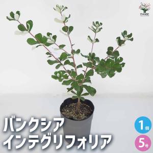 バンクシア バウエリ 4号 バンクシア バウエリ 4号