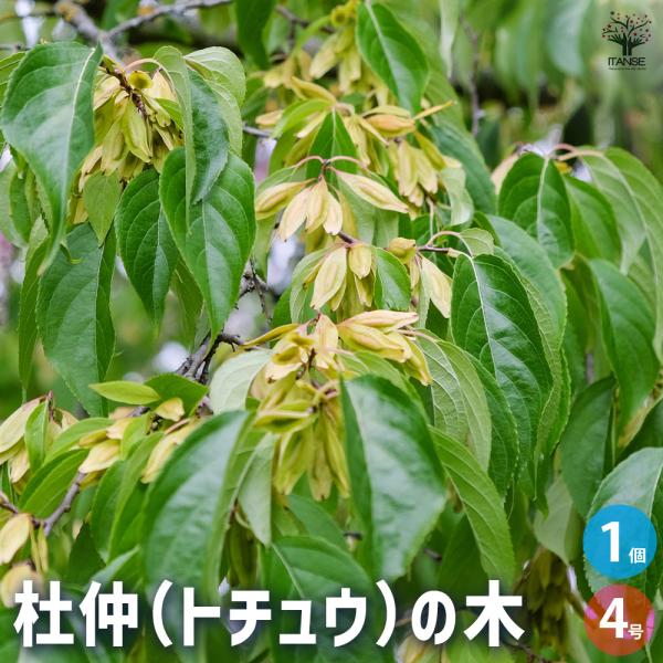 杜仲の木 トチュウノキ 花木苗 4号/1個売り中国 健康茶 杜仲茶 漢方 漢方薬