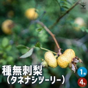 種無刺梨 タネナシツーリー 花木苗 4号/1個売り健康茶 十六夜ばら イザヨイバラ