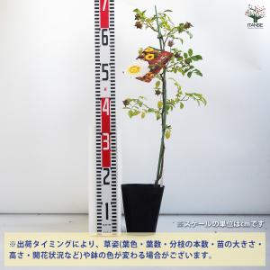 種無刺梨 タネナシツーリー 花木苗 4号/1個...の詳細画像1