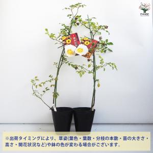 種無刺梨 タネナシツーリー 花木苗 4号/1個...の詳細画像2