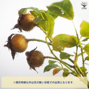 種無刺梨 タネナシツーリー 花木苗 4号/1個...の詳細画像3