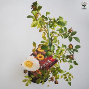 種無刺梨 タネナシツーリー 花木苗 4号/1個...の詳細画像4