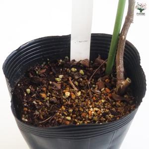 種無刺梨 タネナシツーリー 花木苗 4号/1個...の詳細画像5