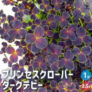 種子 アカクローバー （赤クローバー 品種名 KSRC1） お徳用500g袋