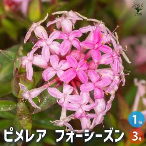 花苗 観葉植物：グレビレア スプレンダー*オージープランツ Grevillea