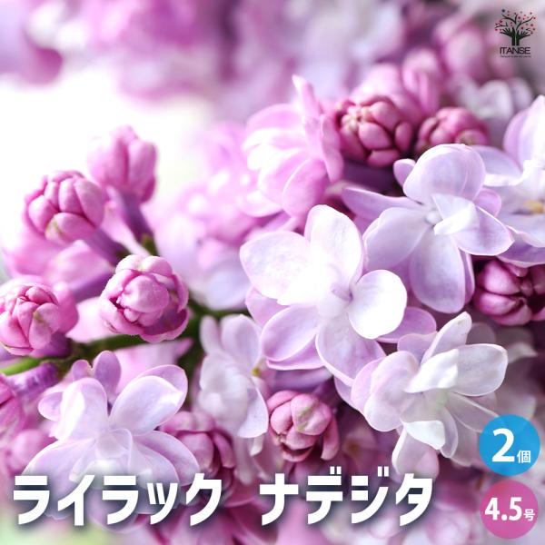 ライラック ナデジタ 花木苗 4.5号/お買い得2個セット花木 花木苗 園芸品種 観賞用 紫花 ガー...