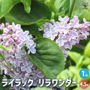 ライラック プレジデントグレビー 2年生 1本 : e-フラワー - 通販