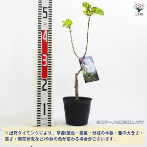 ライラック アウクバエフォリア 花木苗 4.5...の詳細画像1