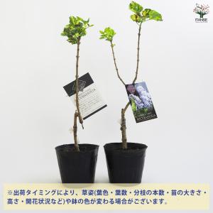 ライラック アウクバエフォリア 花木苗 4.5...の詳細画像2