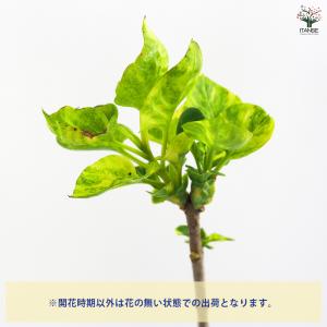 ライラック アウクバエフォリア 花木苗 4.5...の詳細画像3