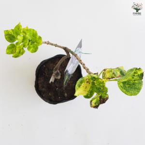 ライラック アウクバエフォリア 花木苗 4.5...の詳細画像4