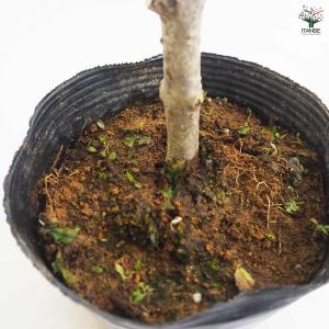 ライラック アウクバエフォリア 花木苗 4.5...の詳細画像5