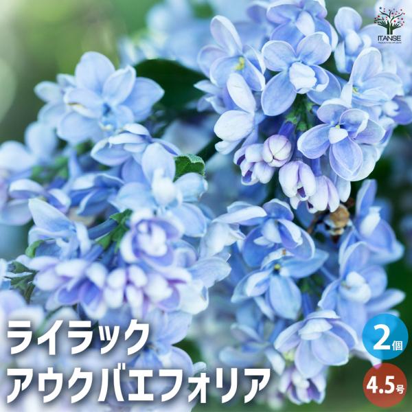 ライラック アウクバエフォリア 花木苗 4.5号/お買い得2個セット花木 花木苗 園芸品種 観賞用 ...