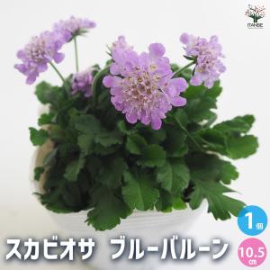スカビオサ ブルーバルーン 花苗 3.5号/1個売り マツムシソウ Blue Balloon 寄せ植え
